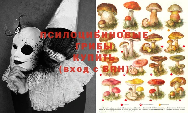 ПСИЛОЦИБИНОВЫЕ ГРИБЫ Гусиноозёрск