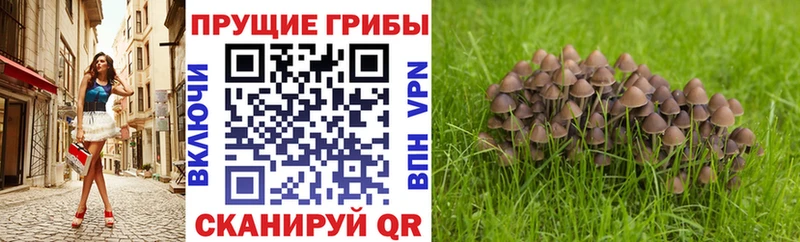 Купить  Тавда  Псилоцибиновые грибы прущие грибы 